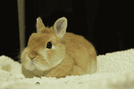 netherland dwarf rabbit